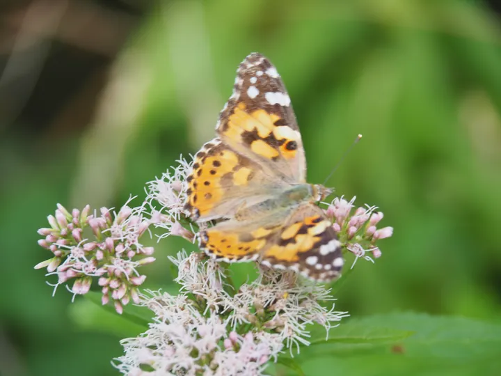 Painted lady aslo know as the Cosmopolitan (Vanessa cardui)